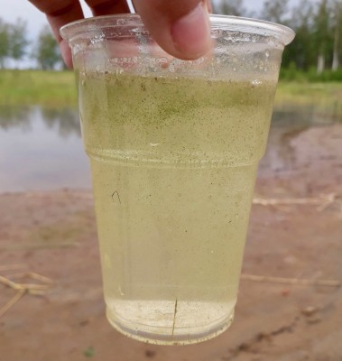 Grumligt vatten i ett vattenglas. På ytan flyter gröna massa.