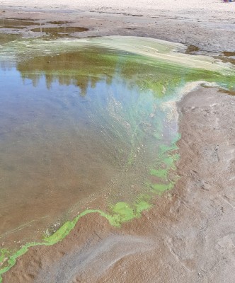 En sandstrand, där det finns gröna ränder i vattnet.