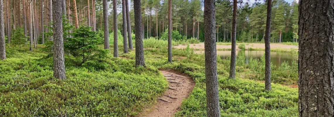 Polku kulkee mäntymetsän poikki.