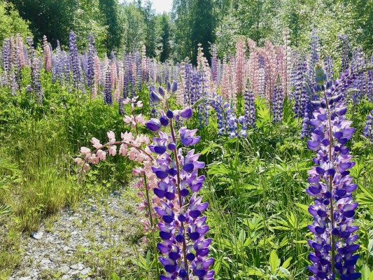 Blomsterlupin.