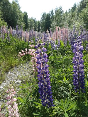 Lupiner vid en vägkant.