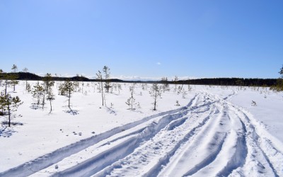 En mosse täckt av snö. Träd växer här och där.