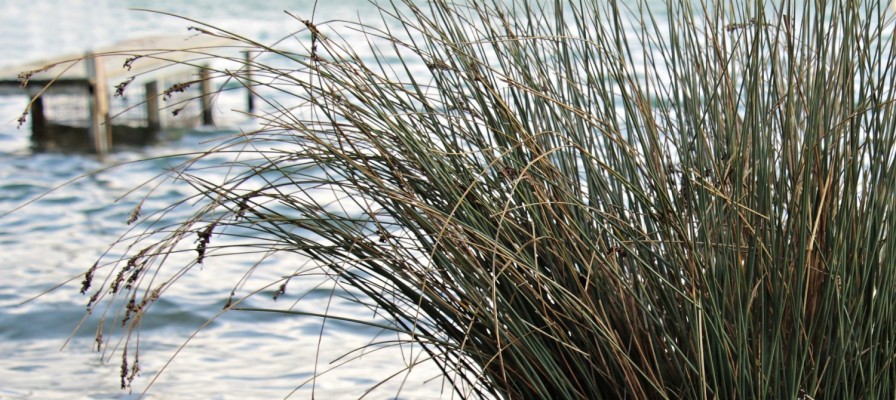 Vass vid strand. I bakgrunden syns en brygga.