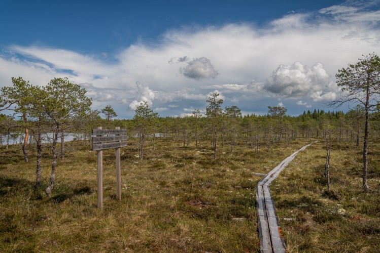 Pitkospuita  översuuren suon yli  Gäddsjön-järven vieressä. Sinisella taivaalla on pörröisiä pilvejä.