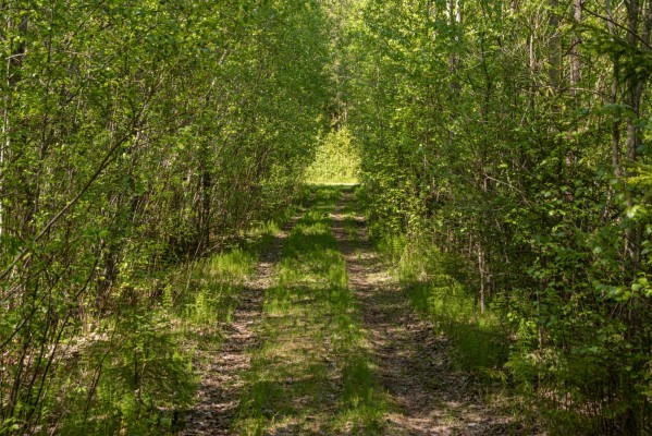 En gröntunnel, stigen går mellan täta björkar.