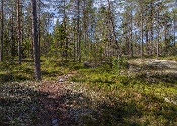 En stig i skogen.