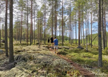 Kolme retkeilijää kävelee polulla mäntyjen välissä.