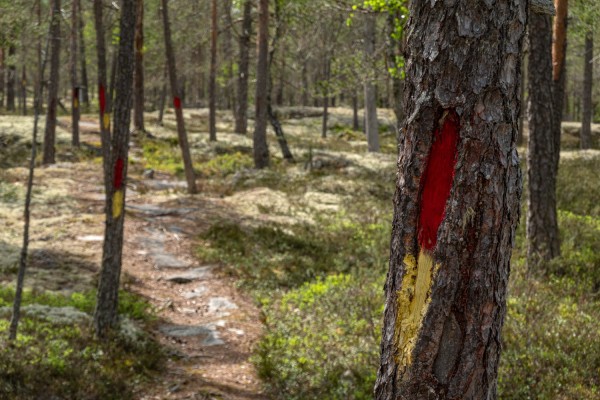 Ett träd till höger med färgmärkning för vandringsled. Vandringsleden har nött hål i mossan på berget.