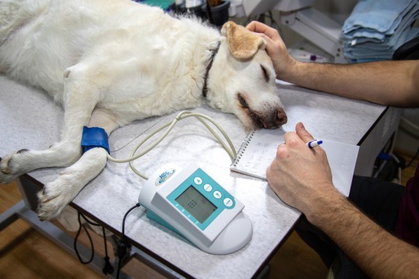 En sövd hund ligger på undersökningsbordet hos veterinären.