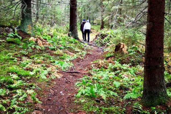 Bergö vandringsled. Två personer går på en stig i en grönskande skogsmiljö.