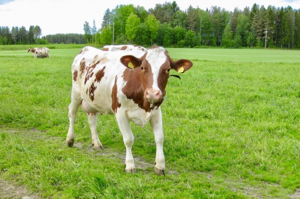 Yksinäinen lehmä laitumella.