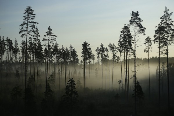 Sumu metsässä. On hämärä.