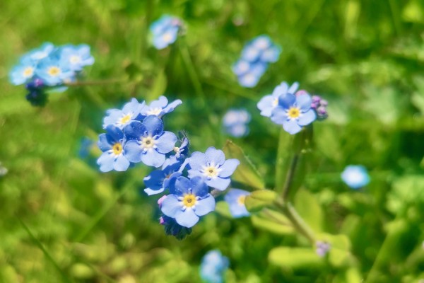 Blommande förgätmigej.