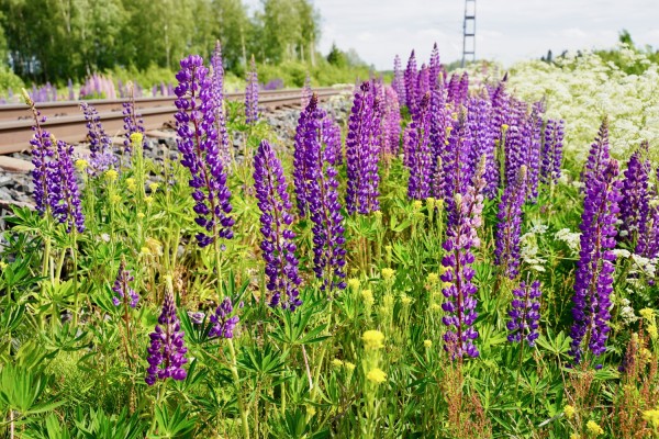 Blomsterlupin som växer i ett dike.