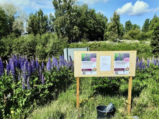 Kuva Kolpista, jossa yleisö vapaasti saa osallistua lupiinien torjuntaan. Kuvassa suuri kyltti, jossa on tietoa lupiinien torjunnasta. Taustalla kasvillisuutta. 