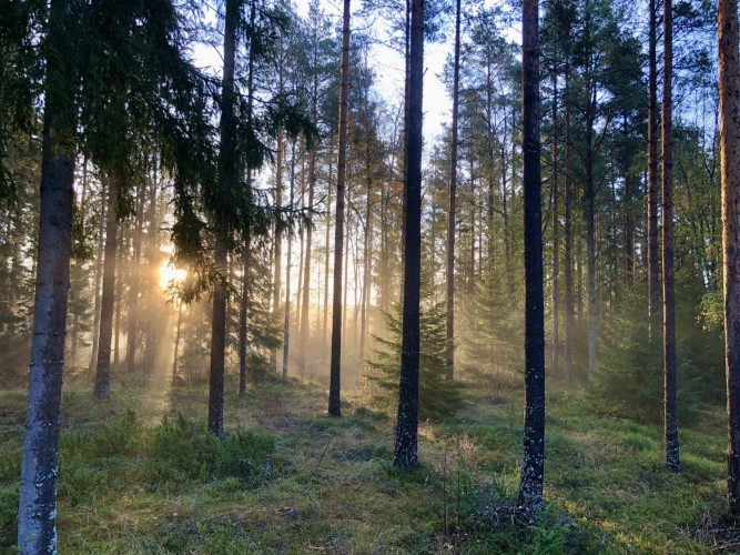 Mäntymetsä. Auringon säteet näkyvät puiden välistä.