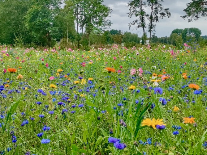 En blommande äng.