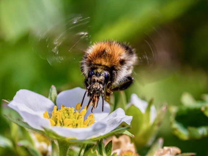 En humla suger nektar på en jordgubbsblomma.