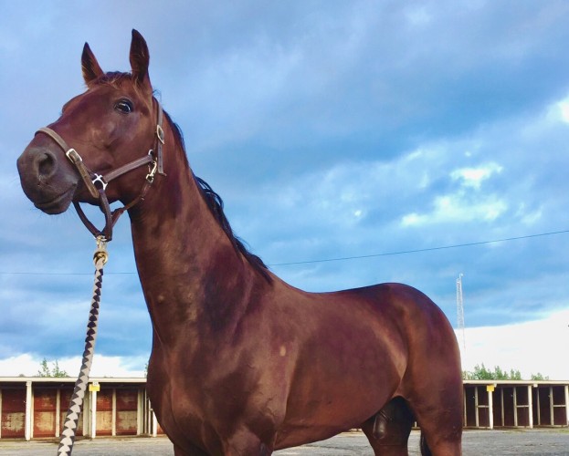 En häst står utomhus i en hage. Den har grimma på sig.