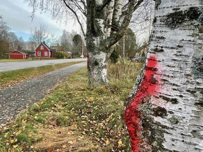 Träd som ska fällas längs Centrumvägen i Kållby.