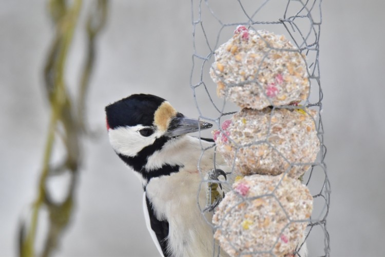 En hackspett äter en talgboll.