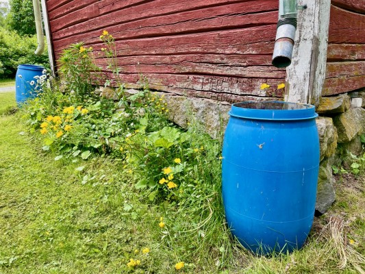 En vattenfylld tunna intill en husvägg. Lite sommarblommor runtomkring.