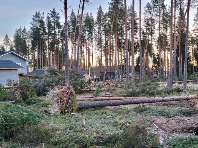 Omkullfallna träd i bostadsområde.