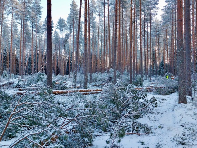 Omkullfallna träd på en vandringsled.