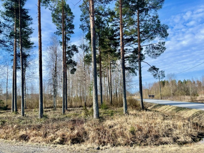 Ett litet skogsområde intill en väg.