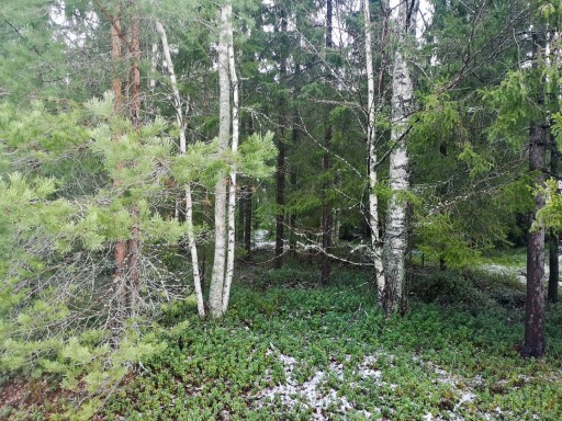 Tiheäkasviunen metsä.