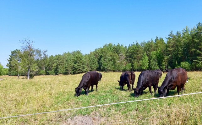 Mustavärisiä lehmiä syövät ruohoa laitumella.