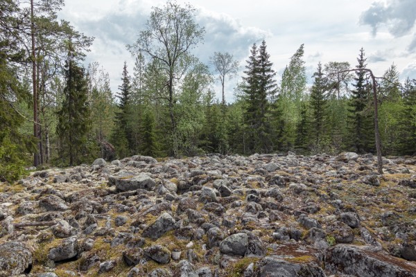 Louhikko, jossa on paljon kiviä.