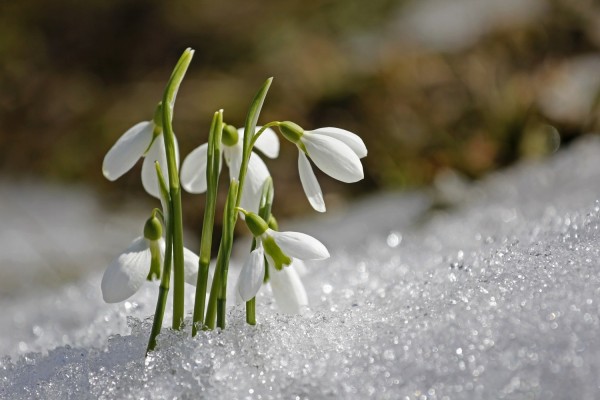 Krookukset kukkivat lumipeitteen ympäröiminä.