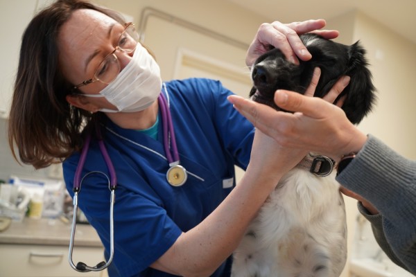 Eläinlääkäri tutkii koiran suun.