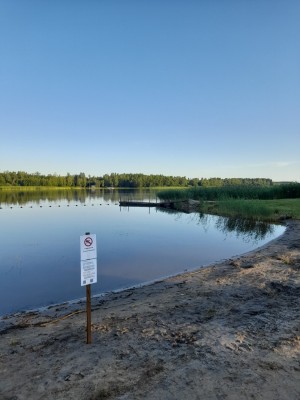 Cyanobakterier vid Lojlax simstrand