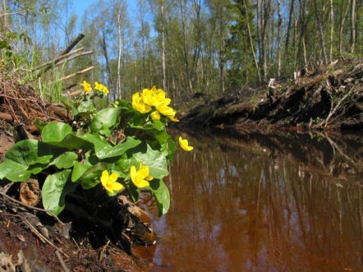 Kevätkukka
